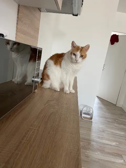 chat lost   63320 Champeix Loki