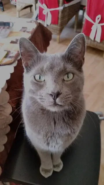 cat lost 63340 Charbonnier-les-Mines Lol cat lost 63340 Charbonnier-les-Mines Lol