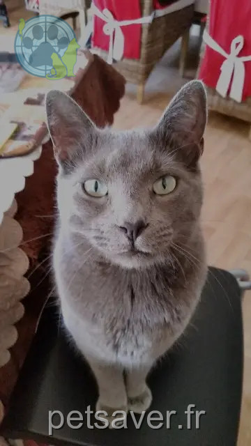 Kater vermisst 63340 Charbonnier-les-Mines Lol Kater lost 63340 Charbonnier-les-Mines Lol