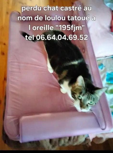chat lost   63700 Saint-Éloy-les-Mines Loulou