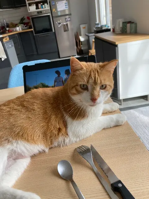 chat lost   63160 Billom Maestro