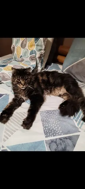chat lost   63730 Les Martres-de-Veyre Maine coon