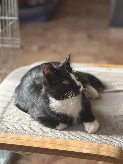 chat lost   63410 Loubeyrat Mauï