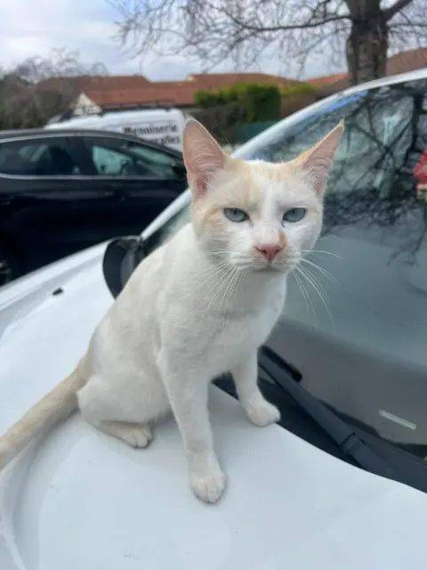 chat lost   63510 Aulnat Mimi