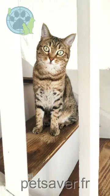 chat lost   63300 Thiers Minou