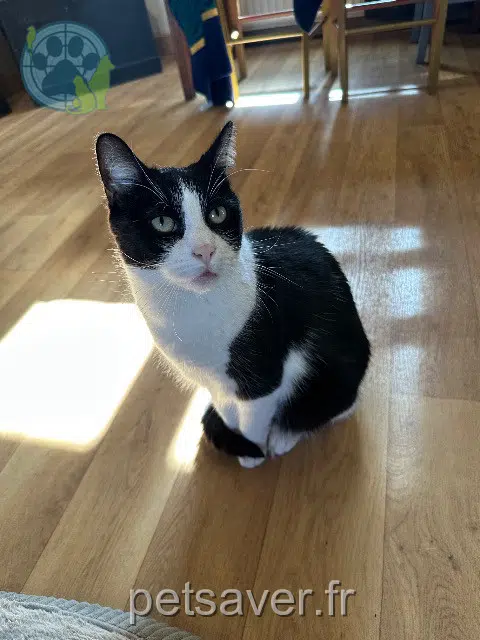 gato perdido 63700 Saint-Éloy-les-Mines Mouffy gato lost 63700 Saint-Éloy-les-Mines Mouffy