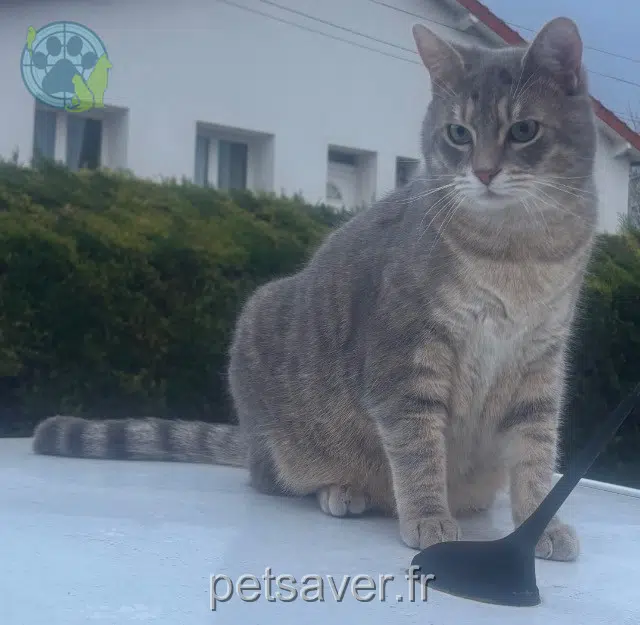 chat lost 63370 Lempdes Moustache