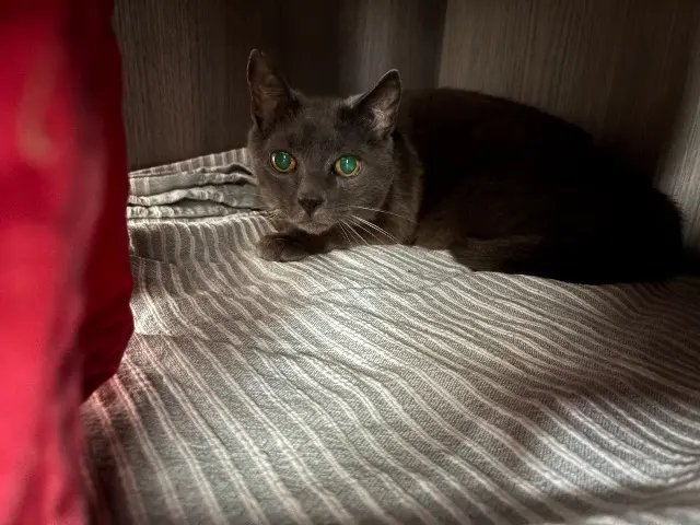 chat lost   63400 Chamalières Noa