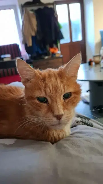 chat lost   63530 Volvic Nougat