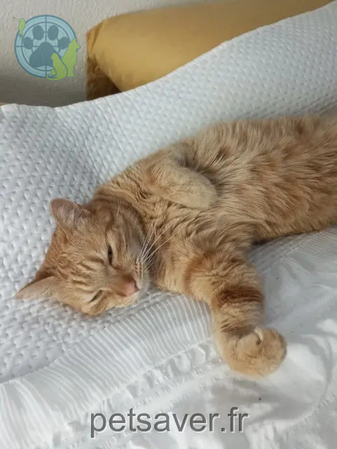 gato perdido 63420 Ardes Oumi gato lost 63420 Ardes Oumi