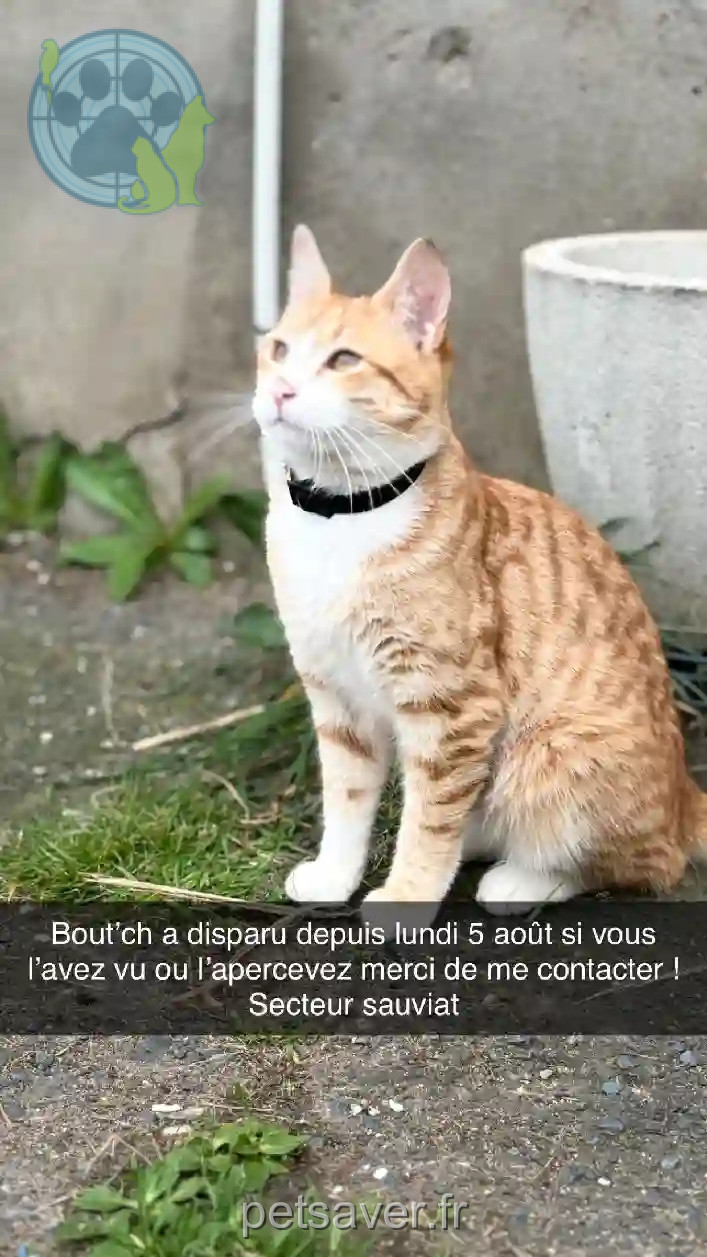 Chat Perdu 63 Puy-de-Dôme - P'tit-bout'ch Chat Perdu 63 Puy-de-Dôme - P'tit-bout'ch