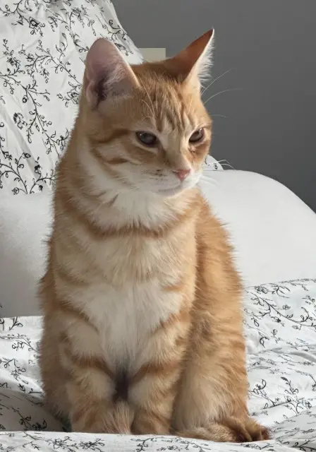 chat lost   63800 Pérignat-sur-Allier Paddy