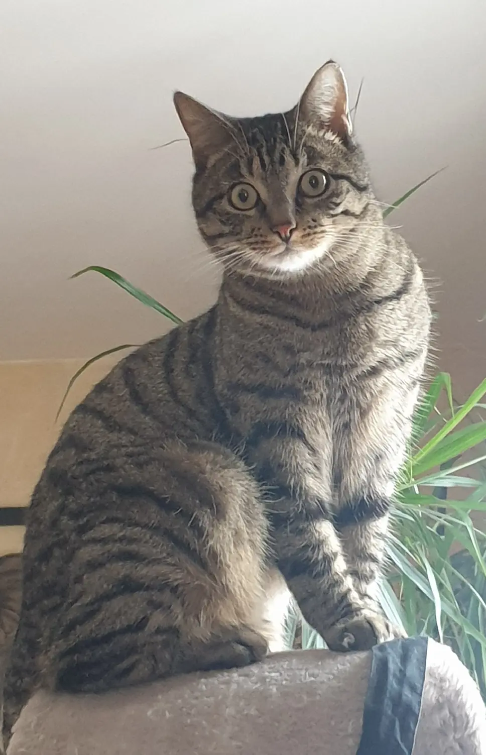Chat Perdu 63 Puy-de-Dôme - Pimousse Chat Perdu 63 Puy-de-Dôme - Pimousse