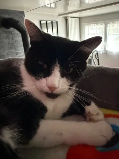 chat lost   63670 Le Cendre Pinceau