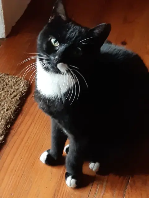 cat lost 63160 Bongheat Poppy cat lost 63160 Bongheat Poppy