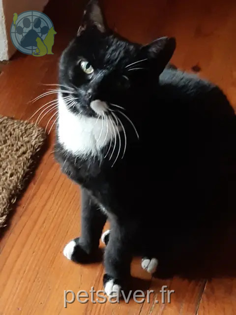 gato perdido 63160 Bongheat Poppy gato lost 63160 Bongheat Poppy