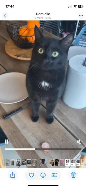 chat lost   63500 Les Pradeaux Pruneau