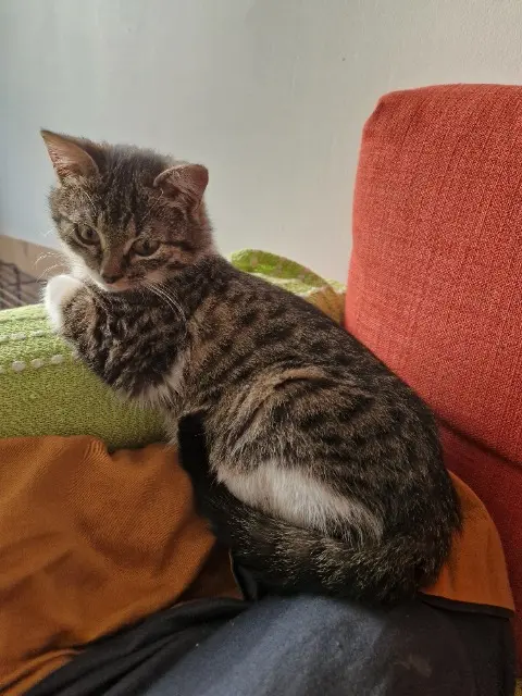 chat lost   63200 Riom Rocky