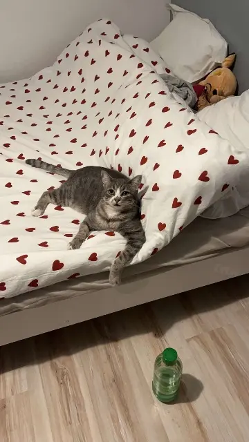 chat lost   63118 Cébazat Rocket