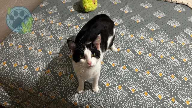 kater vermist 63310 Saint-Denis-Combarnazat Rocky kater lost 63310 Saint-Denis-Combarnazat Rocky