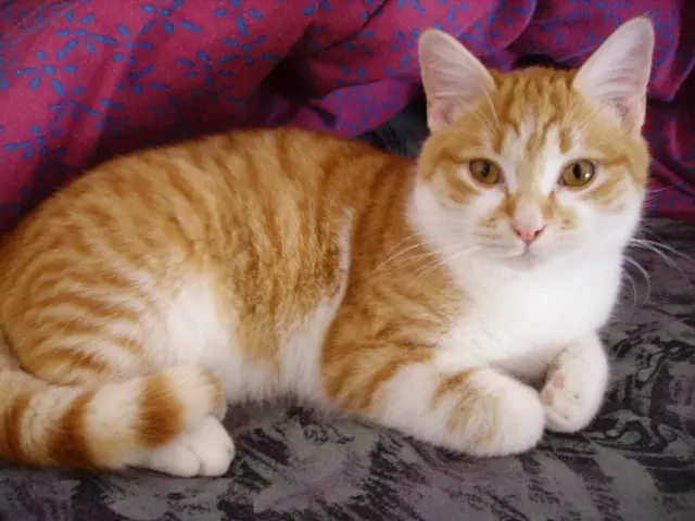 chat lost   63270 Vic-le-Comte Ruby