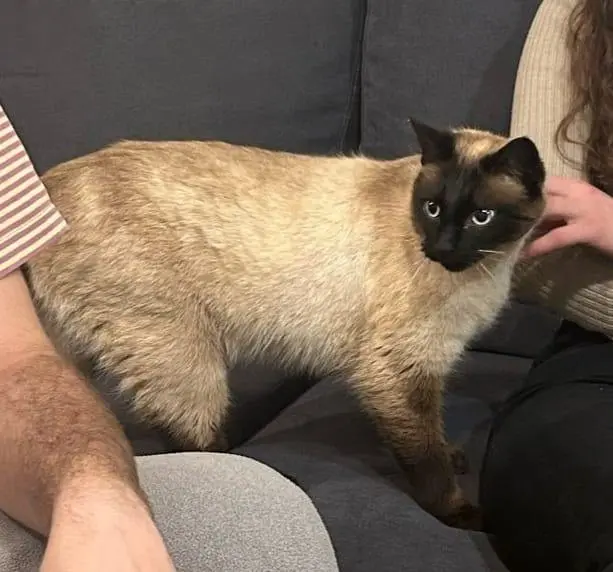 chat lost   63230 Bromont-Lamothe RUMBA
