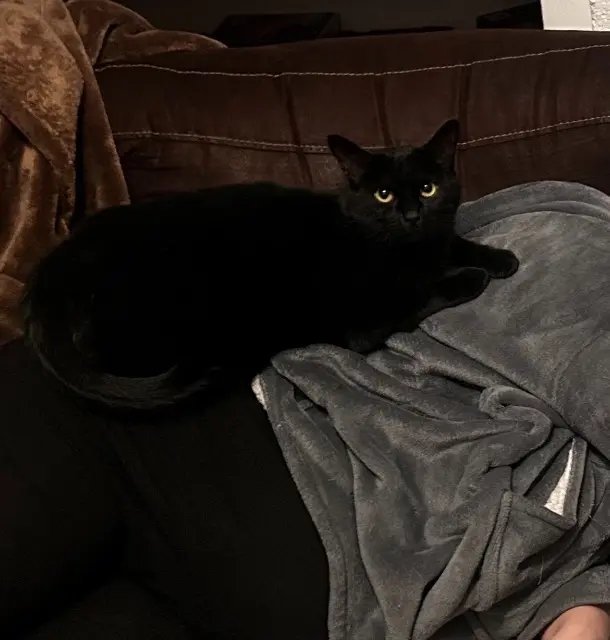 chat lost   63350 Saint-Laure Salem