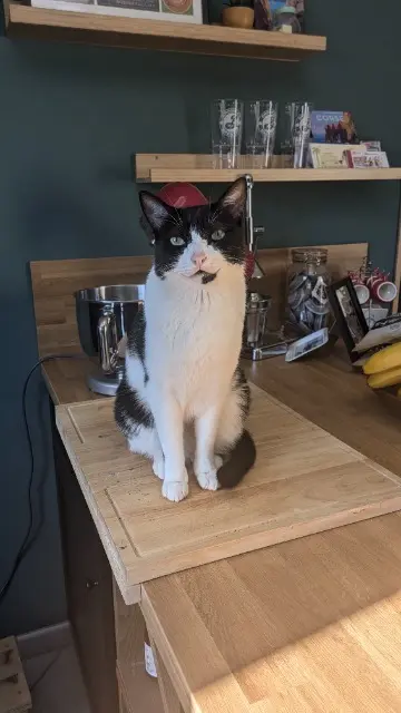 chat lost   63270 Vic-le-Comte Simba