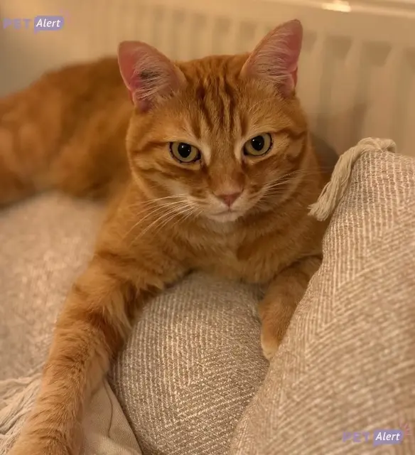 chat lost   63540 Romagnat Simba