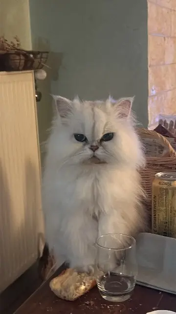 chat lost   63200 Riom Sirfantôme