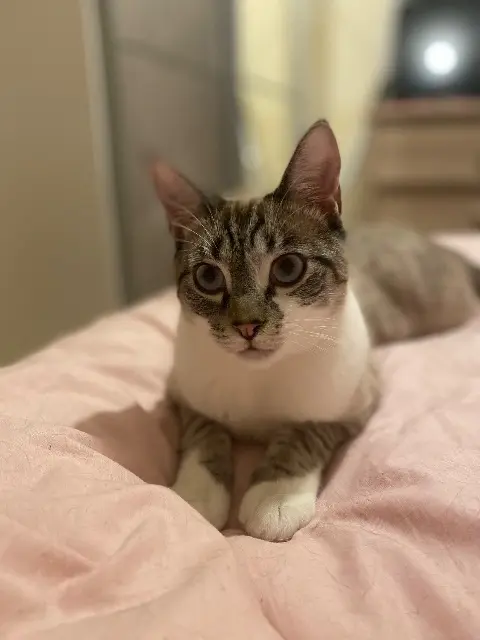 Kater vermisst 63460 Beauregard-Vendon SNOW Kater lost 63460 Beauregard-Vendon SNOW