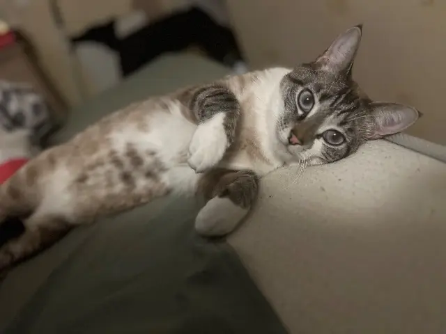 chat lost   63460 Beauregard-Vendon Snow