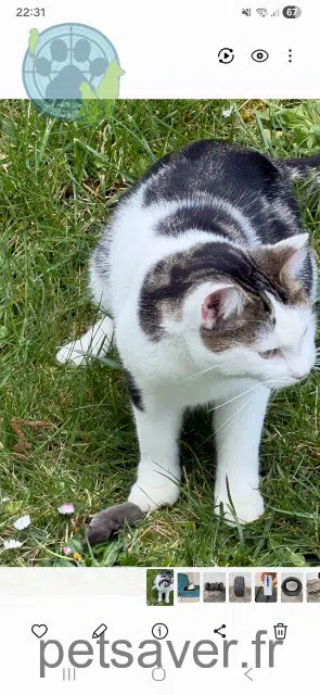 chat lost   63200 Mozac Snowball