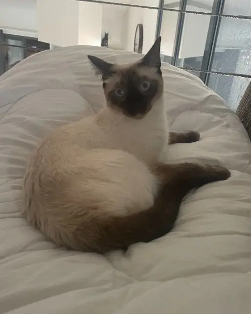 chat lost   63370 Lempdes Sushi