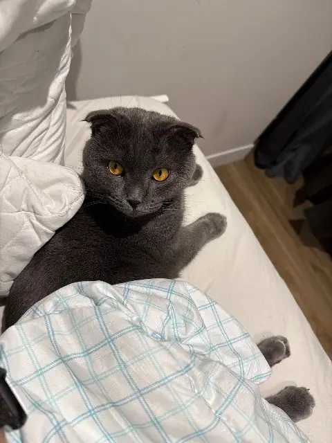 chat lost   63170 Aubière Tiago