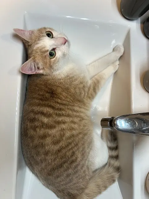 chat lost   63500 Issoire Timmy