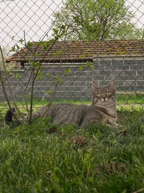 chat lost   63190 Orléat Univers dit Nini