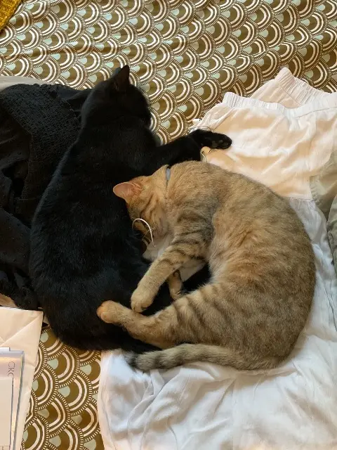 chat lost   63460 Teilhède Upi & Sam