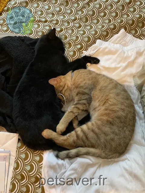 gato perdido 63460 Teilhède Upi & Sam gato lost 63460 Teilhède Upi & Sam