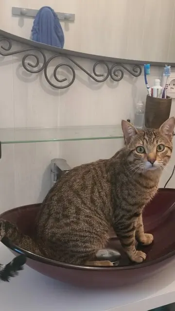 chat lost   63480 Vertolaye woody
