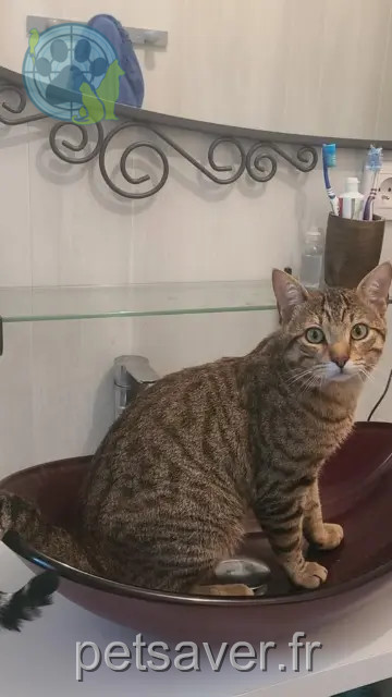chat perdu 63480 Vertolaye woody chat lost 63480 Vertolaye woody