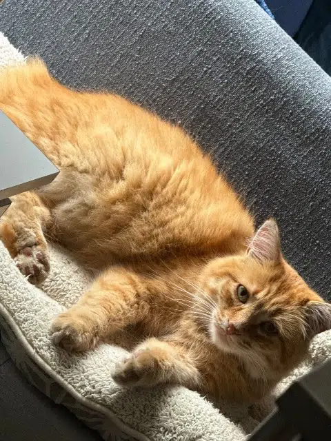 chat lost   63400 Chamalières Yogi