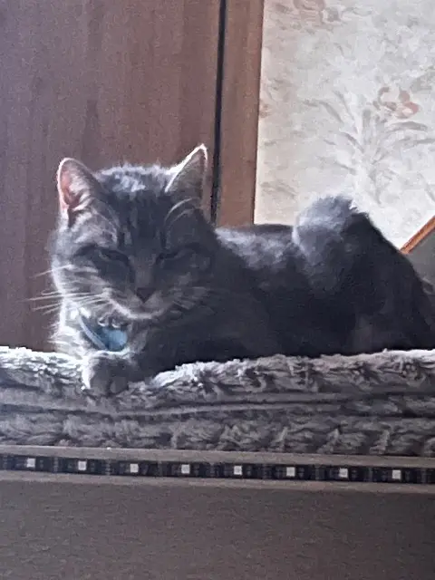 chat lost   63430 Pont-du-Château Yuki