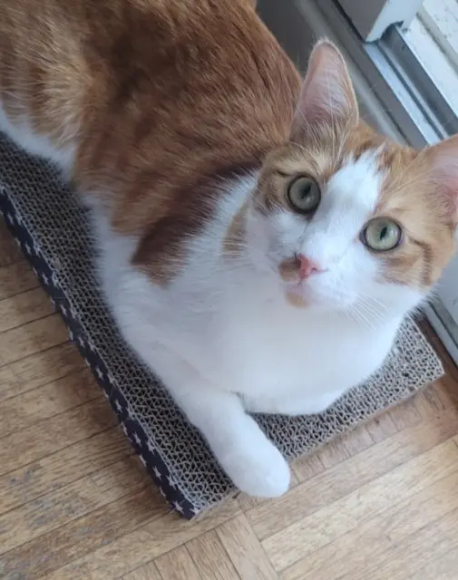 chat lost   63140 Châtel-Guyon Zack