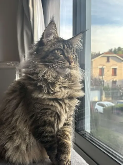 chat lost   63400 Chamalières Zeus