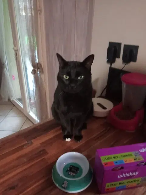 chat lost   63310 Saint-Priest-Bramefant Zouzou