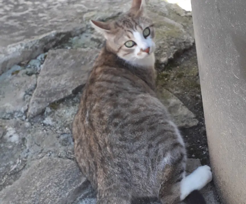 Chat Perdu 63 Puy-de-Dôme Chat Perdu 63 Puy-de-Dôme