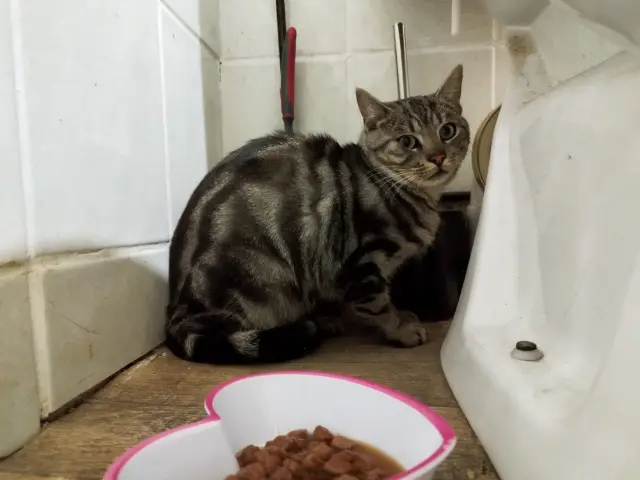 gato perdido 63870 Orcines Lusca gato lost 63870 Orcines Lusca