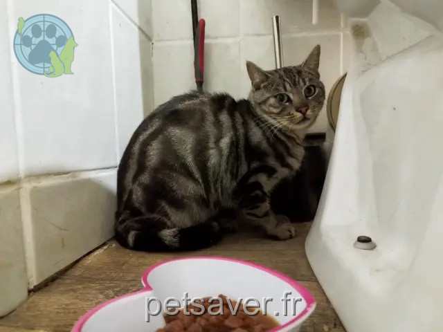 gato perdido 63870 Orcines Lusca gato lost 63870 Orcines Lusca