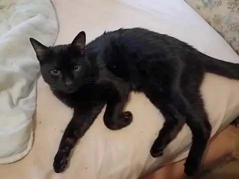 chat lost   64000 Pau Horus